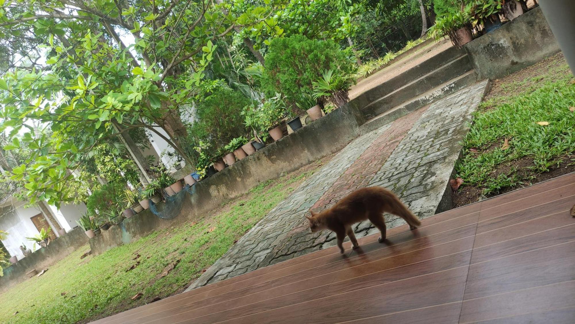Deer Garden Guest Hotel Polonnaruwa Buitenkant foto